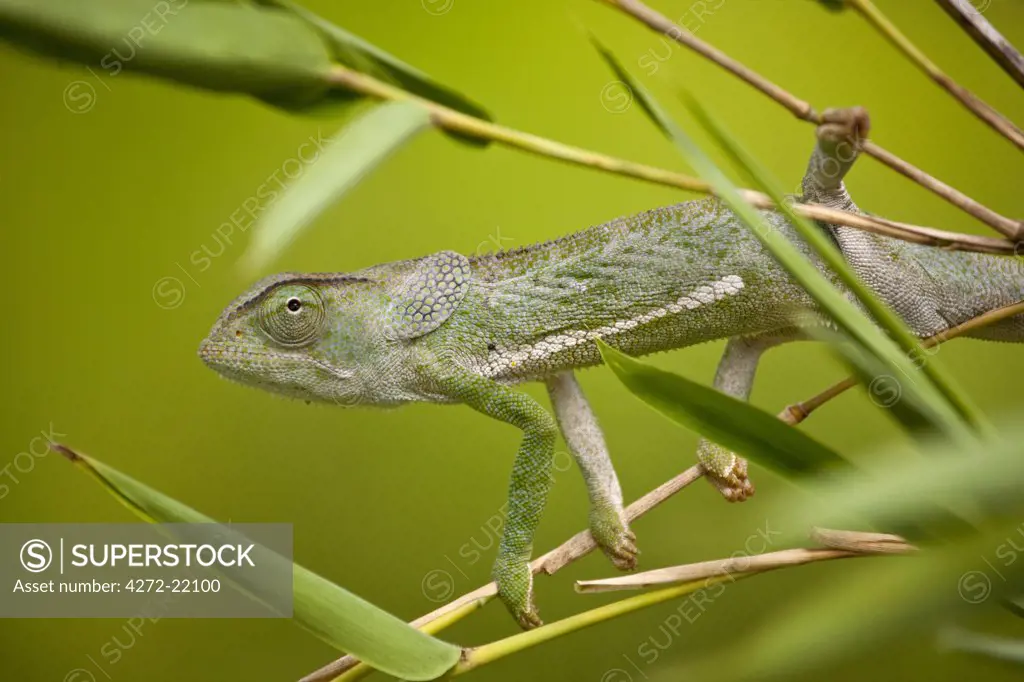 Mozambique. A Flap-necked chameleon balances in the leaves of a bamboo plant.
