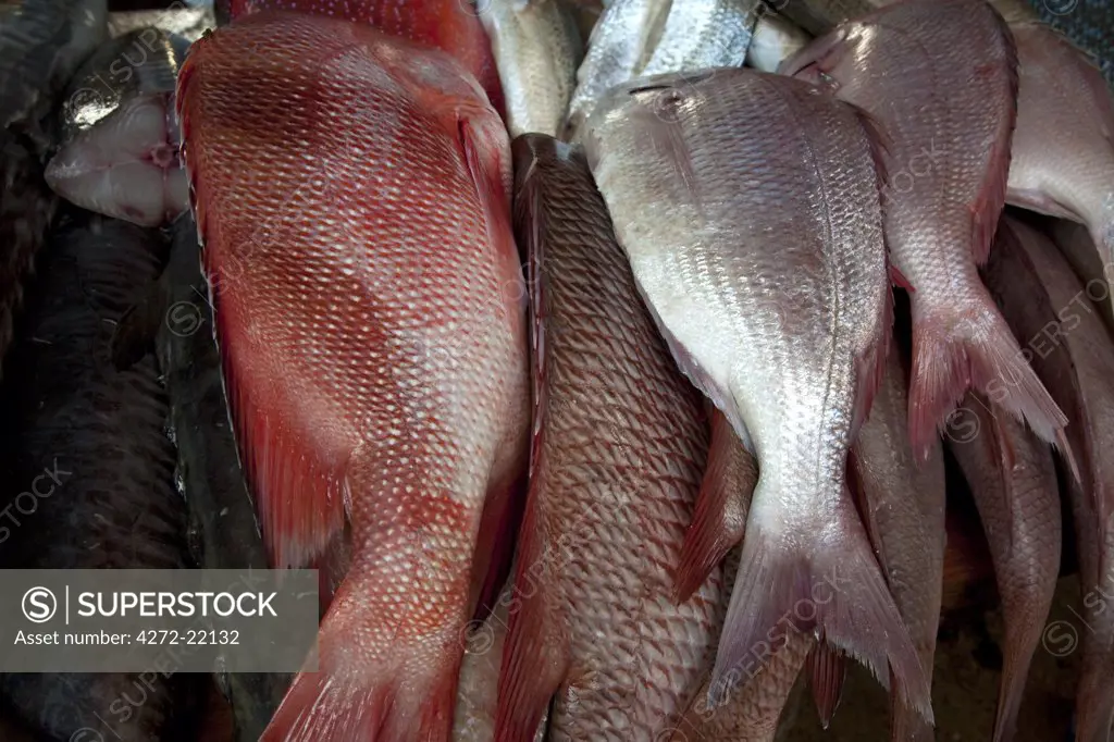 Mozambique, Maputo. Fresh fish at a Maputo fish market.