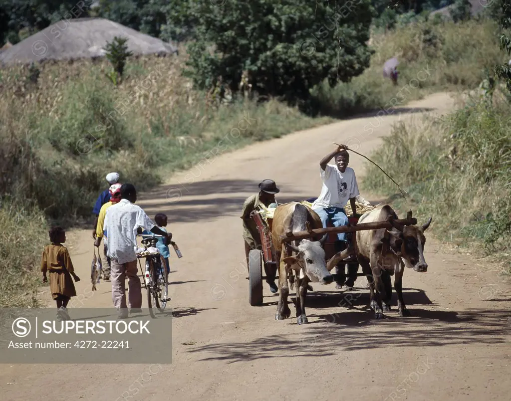 Ox-drawn carts are familiar sights in rural Malawi.