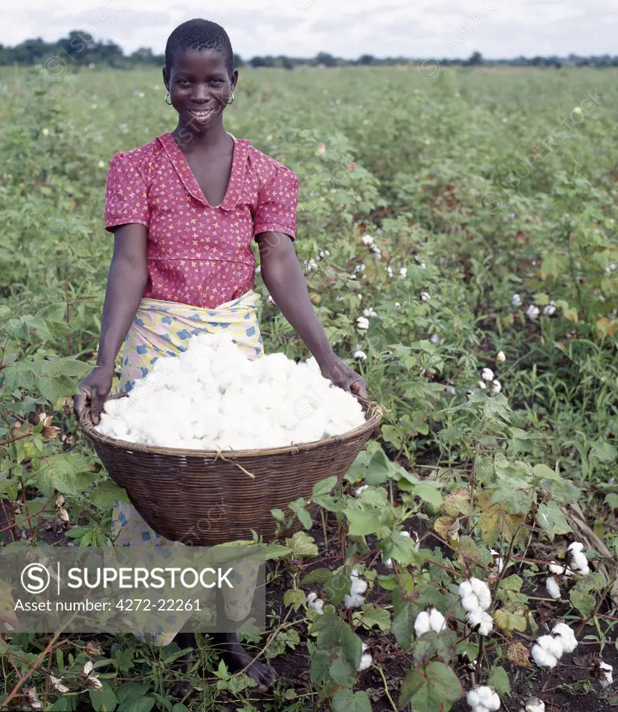 A woman picking cotton in the low-lying Shire Valley of southern Malawi.