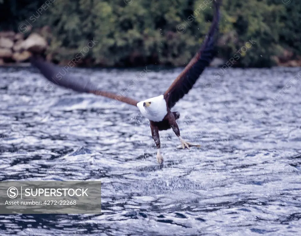 A magnificent African Fish Eagle (Haliaeetus vocifer) with a small cichlid fish in one of its talons heads for a tree to eat its catch. Although territorial, fish eagles are very numerous at the southern end of Lake Malawi where cichlid fish abound in the clear, shallow waters.