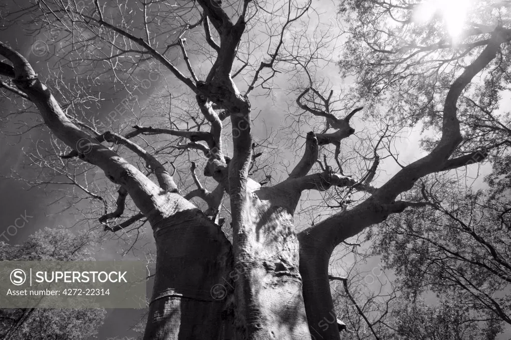Malawi, Upper Shire Valley, Liwonde National Park. The spreading branches of a massive Baobab tree