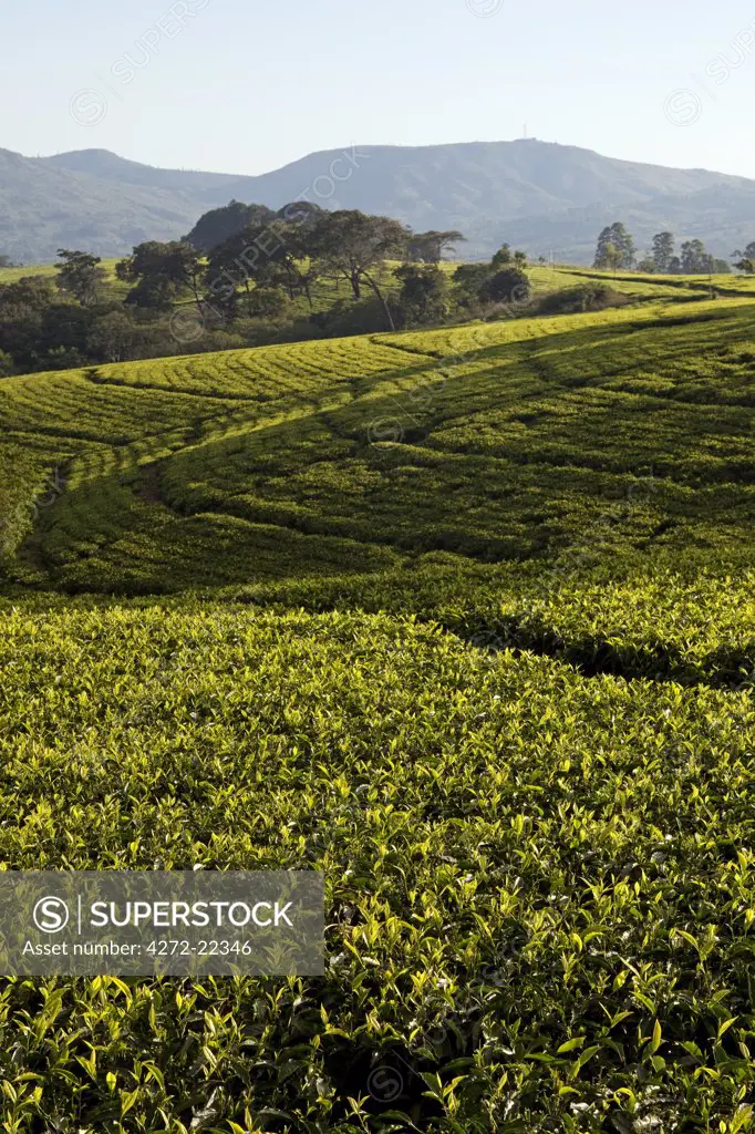 Malawi, Blantyre. Southern Malawis famous tea plantations in the area of Thyolo