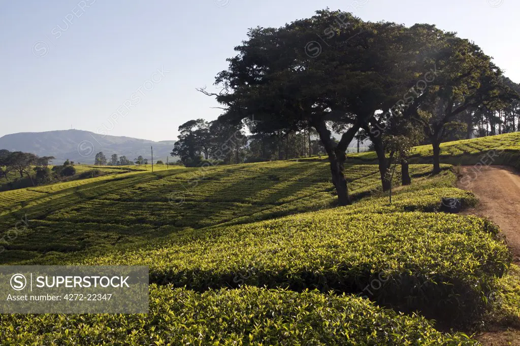 Malawi, Blantyre. Southern Malawis famous tea plantations in the area of Thyolo