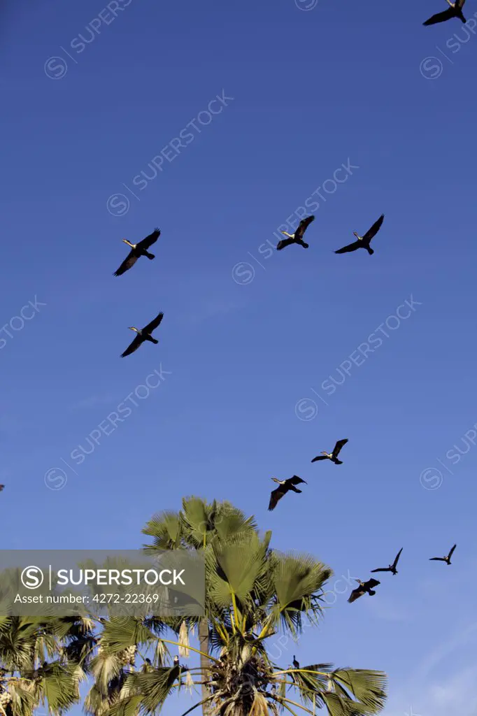 Malawi, Upper Shire Valley, Liwonde National Park.  As day breaks flocks of freshwater cormorants take to the air to start feeding along the edge of the Shire River.