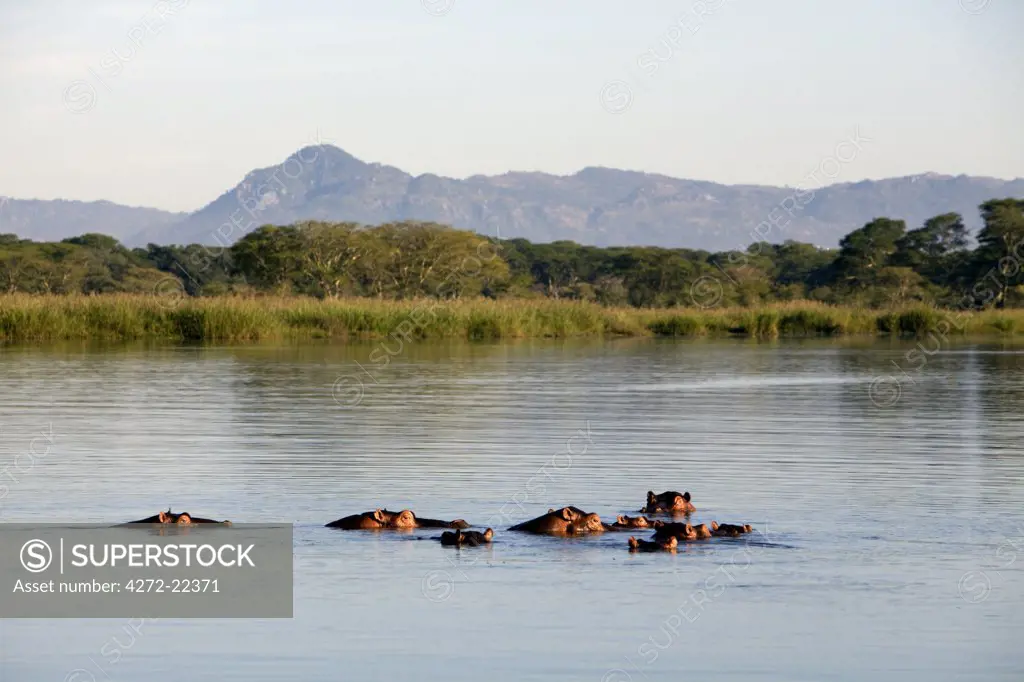 Malawi, Upper Shire Valley, Liwonde National Park.  A family school of hippos in the peaceful Shire River.