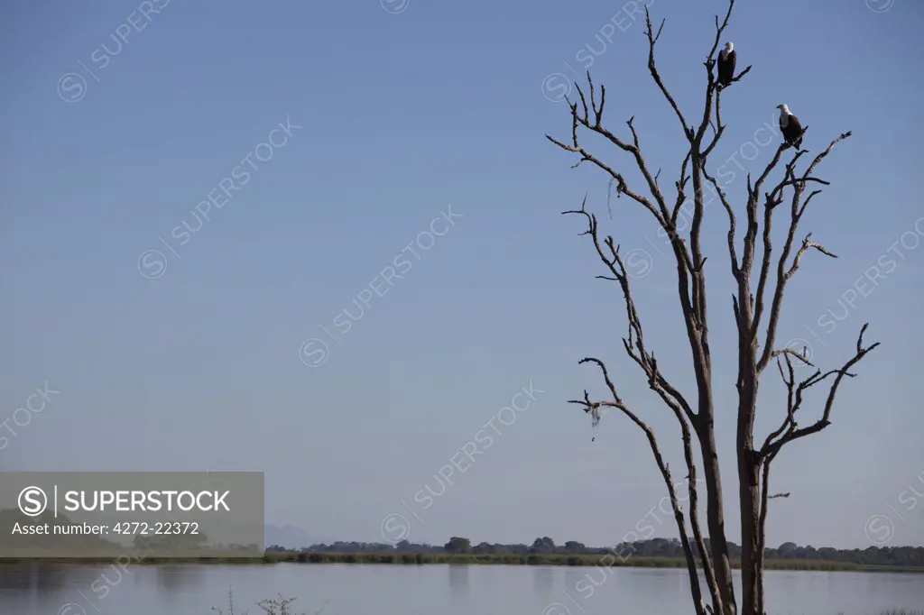 Malawi, Upper Shire Valley, Liwonde National Park. A pair of African Fish Eagles perch in a dead branch overlooking the Shire River.