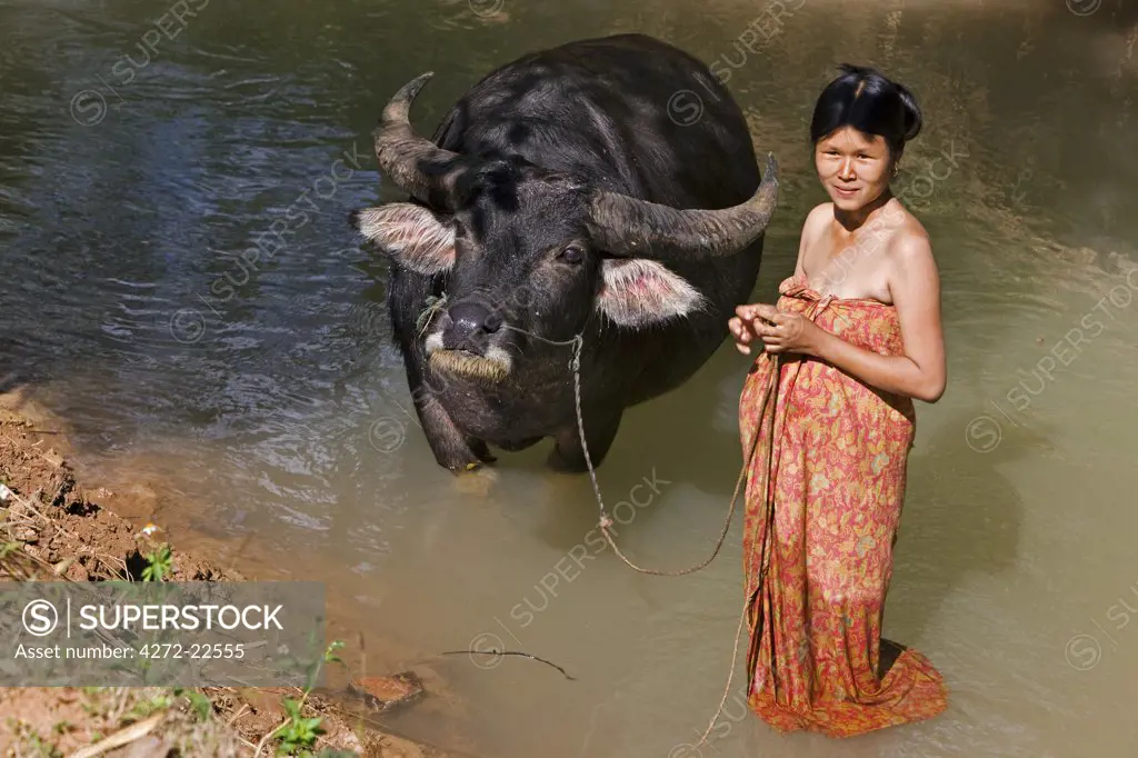 Myanmar, Burma, Lake Inle. A woman washes her favourite water buffalo in a stream at Indein.