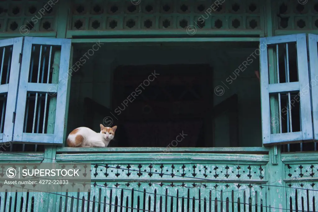 Myanmar, Burma, Moulmein, Mawlamyine. A watchful cat in an old colonial house, Moulmein.