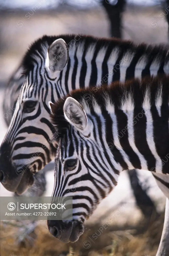 Head and shoulders of Burchells Zebra (Equus burchelli)