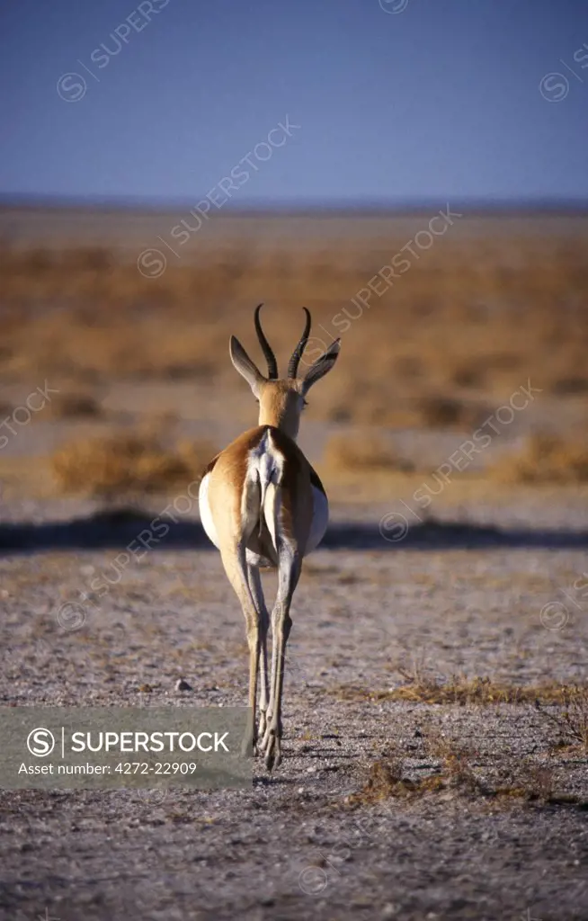 Rear view of gazelle walking away crossing plain