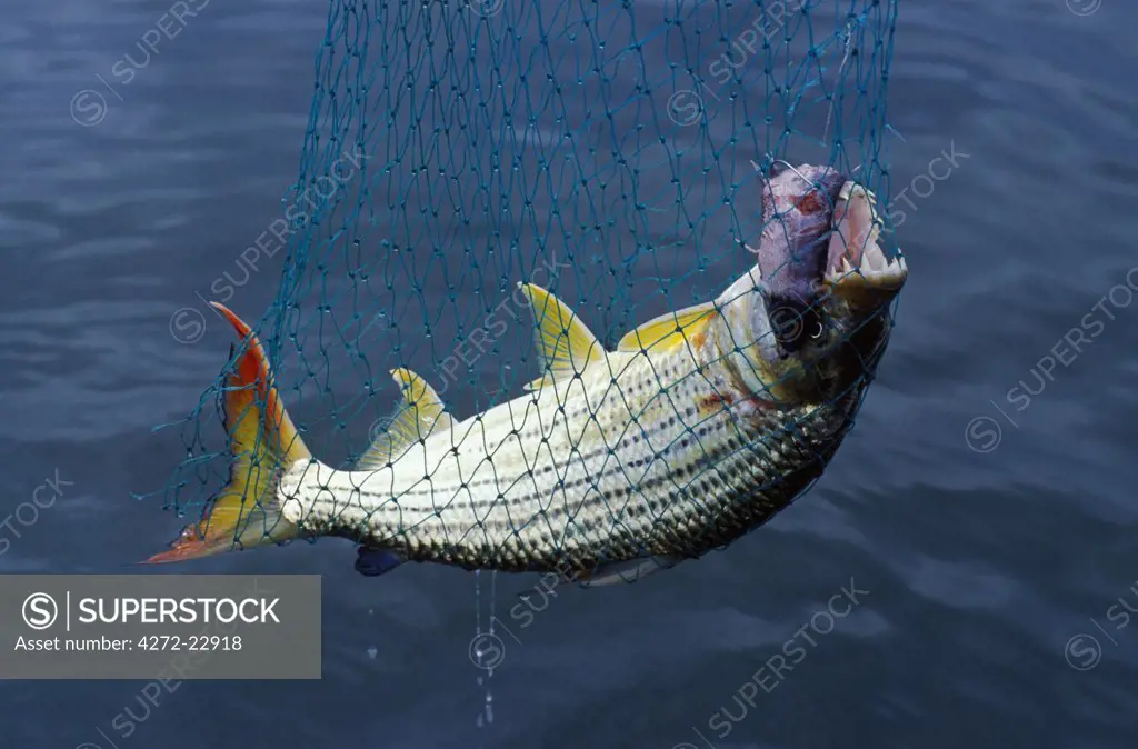 Tiger fish caught on bait fish