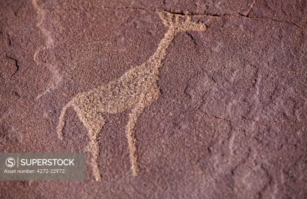 Bushman Petroglyph of a giraffe etched into the rock
