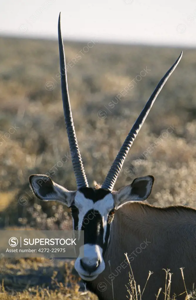 The head of an oryx or gemsbok, the oryx is specially adapted to live in arid desert conditions and can survive without drinking water