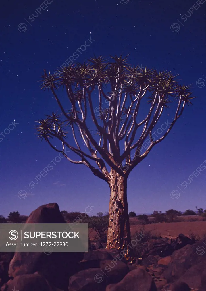 Quiver Tree Forest.  Under bright, full moonlight, a starlit sky moves with the earths rotation during this ten minute exposure.  Quiver trees are so called as the San Bushmen use the hollow branches to store their arrows.  It is a member of the aloe family.