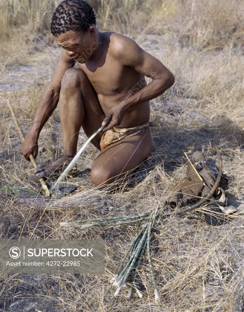 A Kung hunter gatherer removes the fibres from wild sisal in order to make a bow string.   They speak with four distinct click consonants. The Kung live in the harsh environment of a vast expanse of flat sand and bush scrub country straddling the Namibia Botswana border.
