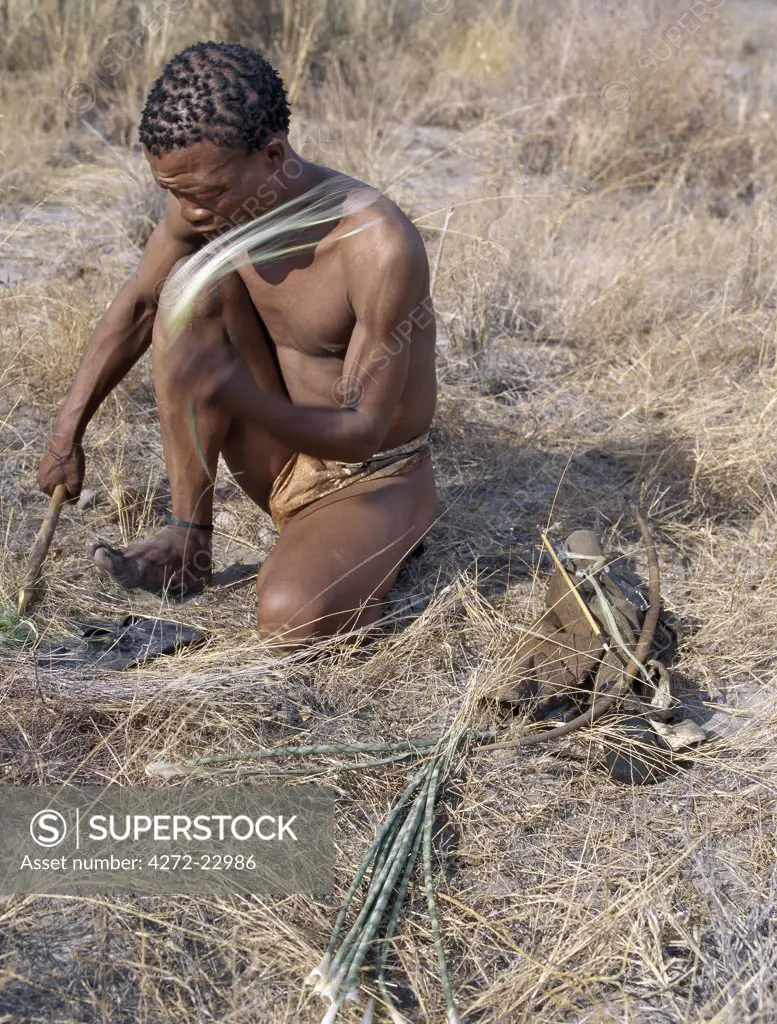 A Kung hunter gatherer removes the fibres from wild sisal in order to make a bow string.   They speak with four distinct click consonants. The Kung live in the harsh environment of a vast expanse of flat sand and bush scrub country straddling the Namibia Botswana border.