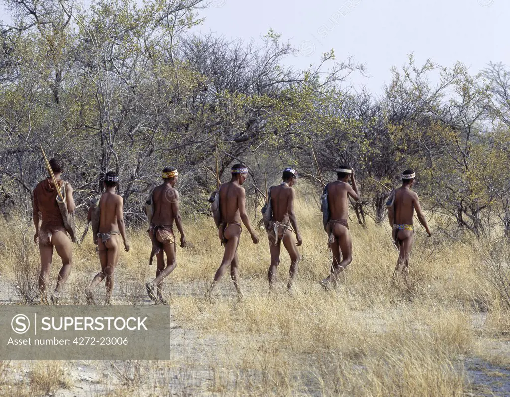 A band of Kung hunter gatherers makes a stealthy approach towards an antelope, their bows and arrows at the ready.The Kung live in the harsh environment of a vast expanse of flat sand and bush scrub country straddling the Namibia Botswana border.