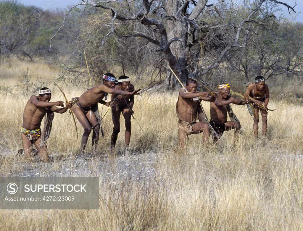 A band of Kung hunter gatherers makes a stealthy approach towards an antelope, their bows and arrows at the ready.The Kung live in the harsh environment of a vast expanse of flat sand and bush scrub country straddling the Namibia Botswana border.