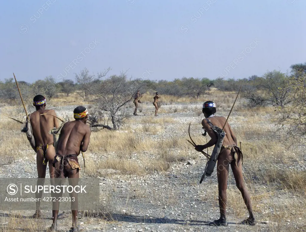 Kung hunte gatherers watch intently as one member of their band shoots an arrow at a small antelope. The Kung live in the harsh environment of a vast expanse of flat sand and bush scrub country straddling the Namibia Botswana border.
