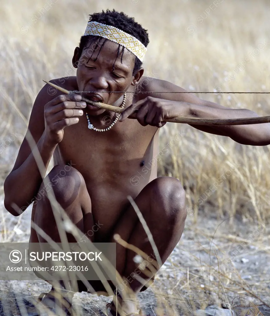 A Kung hunter gatherer tightens his bow string with hands and teeth.  The !Kung are a part of the San of Southern Africa who are often referred to as Bushmen. The Kung live in the harsh environment of a vast expanse of flat sand and bush scrub country straddling the Namibia Botswana border.
