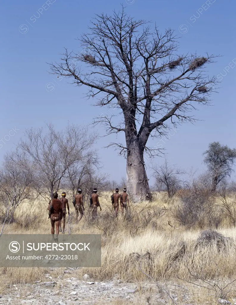 A band of Kung hunter gatherers heads for a boabab tree since fruit can be seen hanging from its upper branches. The Kung live in the harsh environment of a vast expanse of flat sand and bush scrub country straddling the Namibia Botswana border.