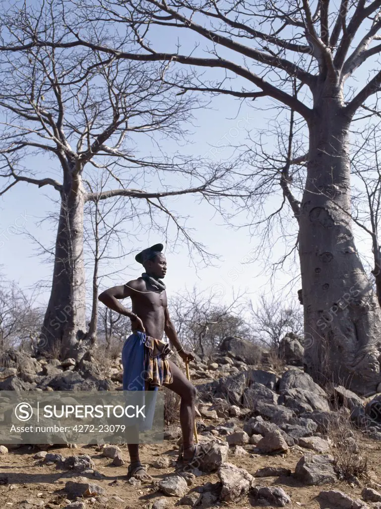 A Himba man stands in rocky ground among baobab trees.  He has the traditional hairstyle of a married man, known as ondumbu.  The hair is piled high on the crown of the head and covered with a cloth. The Himba are Herero speaking Bantu nomads who live in the harsh, dry but starkly beautiful landscape of remote northwest Namibia.