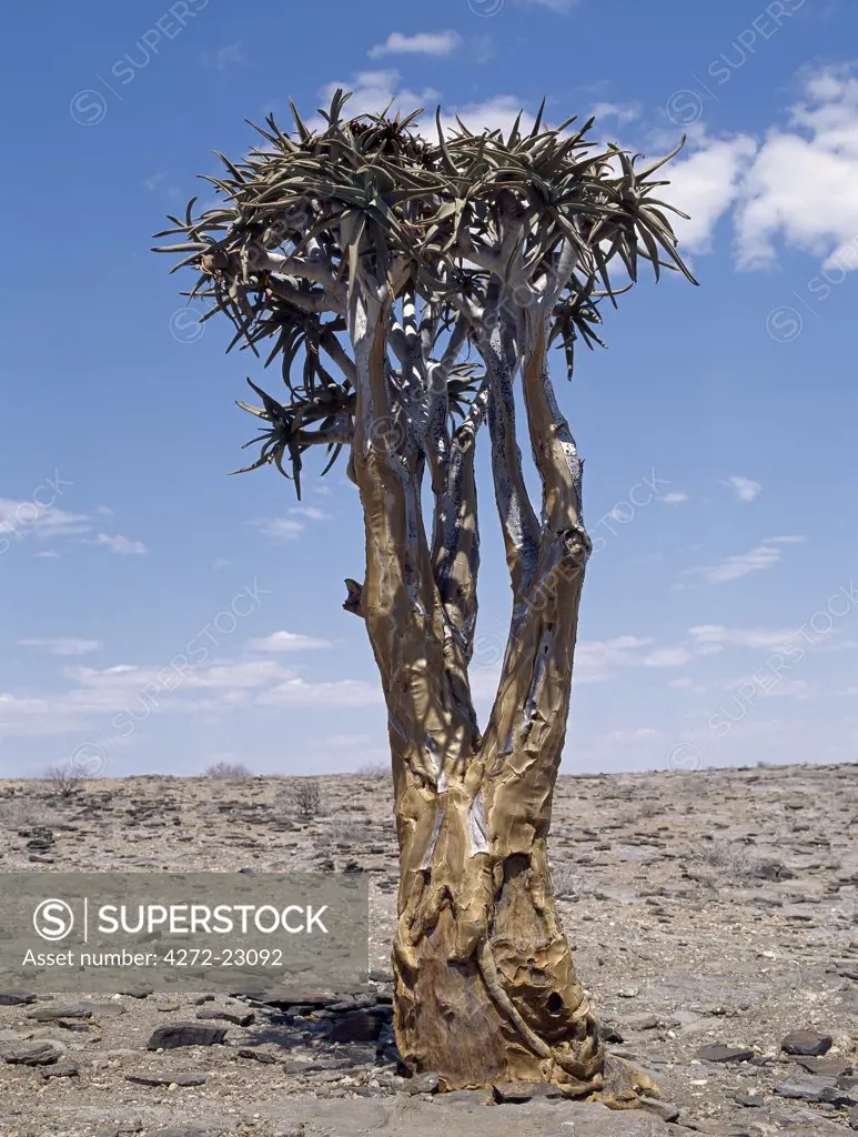A Quiver tree growing in rocky soil in the Namib-Naukluft Park, east of Walvis Bay.