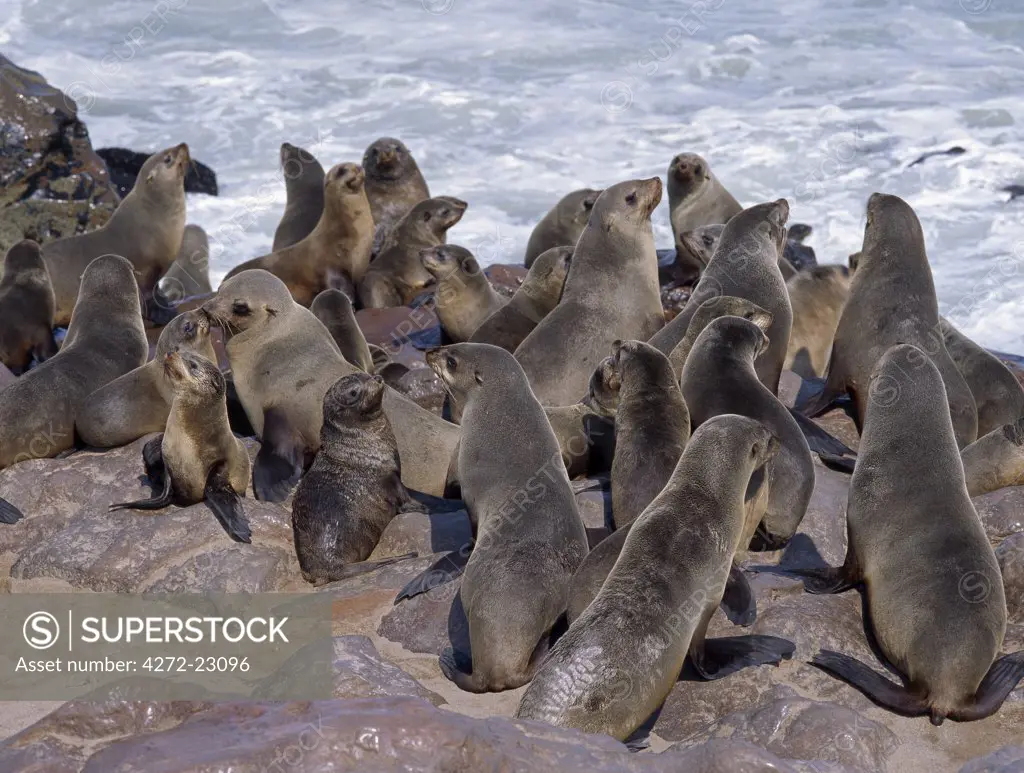 A breeding colony of Cape fur seals at Cape Cross, situated on Namibias windswept Atlantic Coast.  These seals have ears so they are more correctly a species of sea lion.