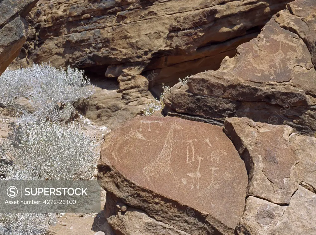 One of the attractive animal displays at the extensive site of Twyfelfonteins 5,000 rock engravings or petroglyphs, ranging from simple geometric designs to complex friezes of animals.