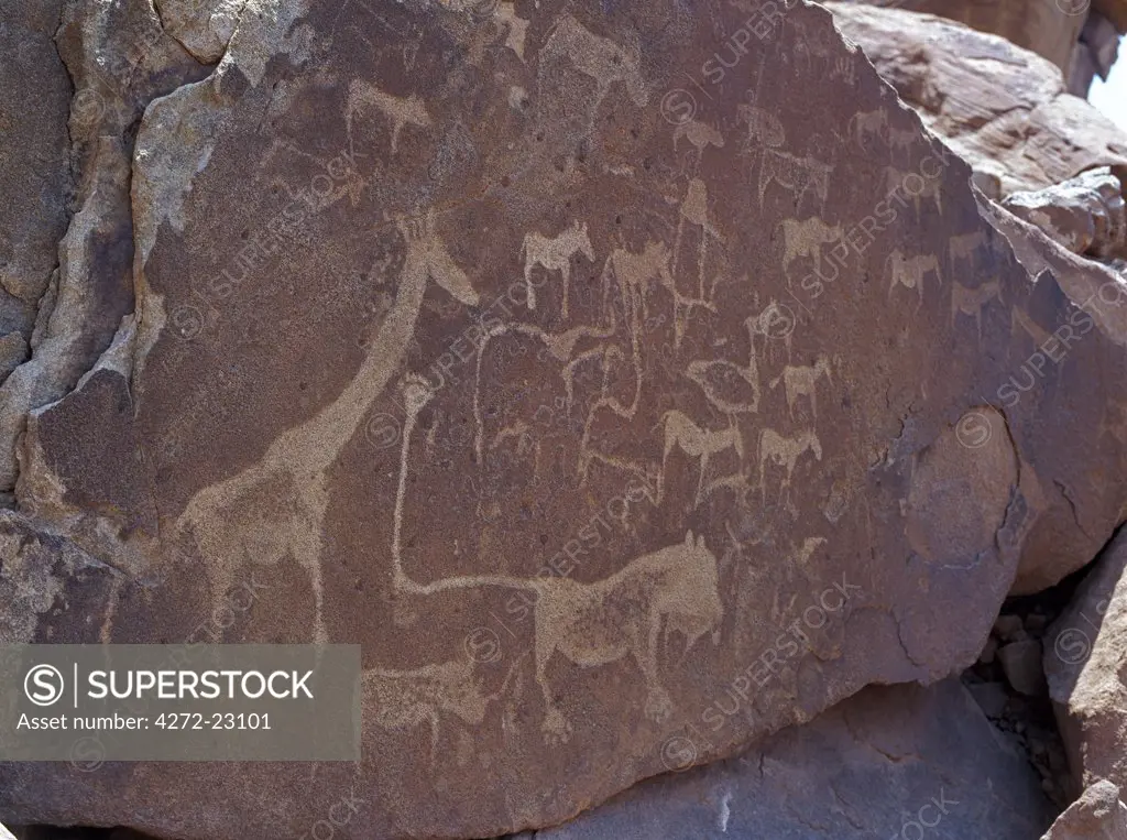 One of the large animal displays at the extensive site of Twyfelfonteins 5,000 rock engravings or petroglyphs, ranging from simple geometric designs to complex friezes of animals. The lion has graded pecking within its body to portray shape, and pugmarks instead of paws and the tuft to its tail.