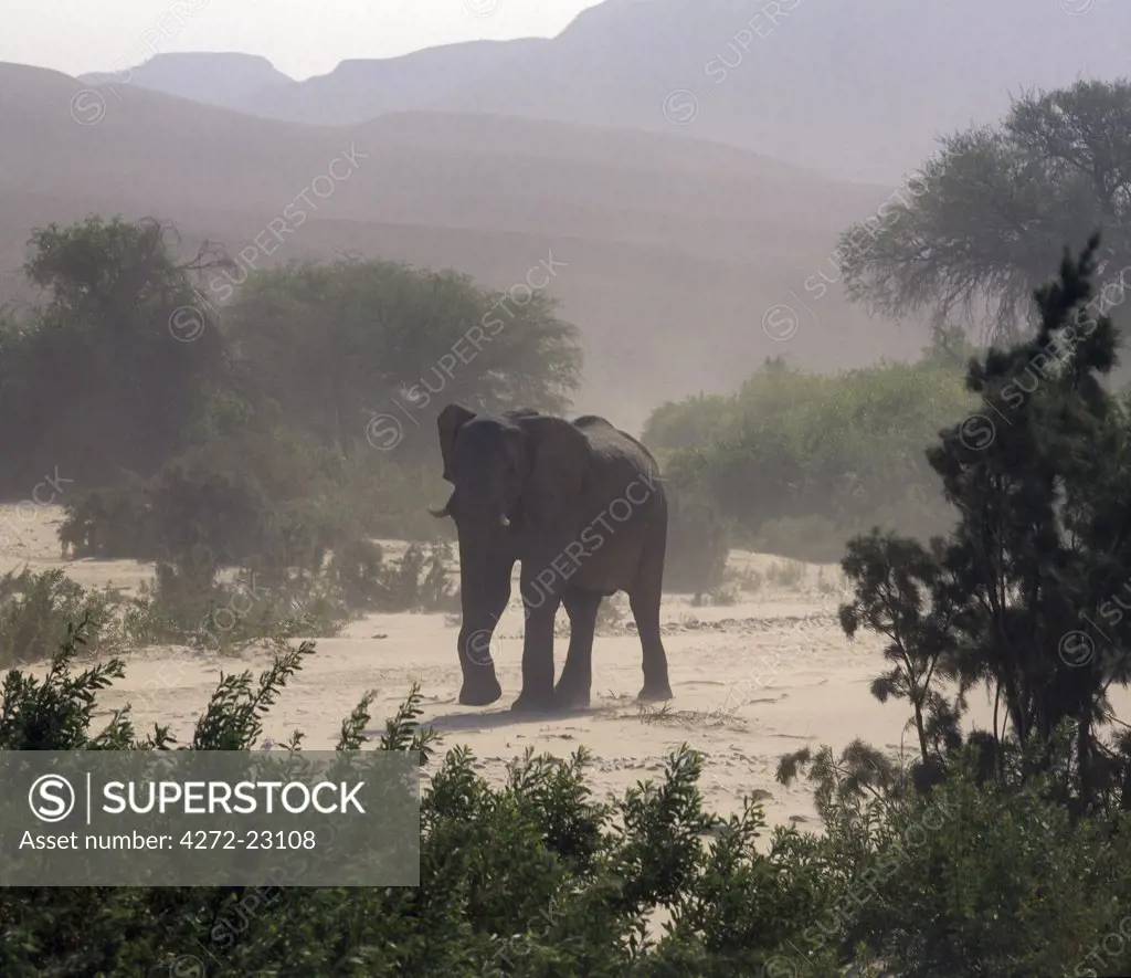 A Desert elephant braves a dust storm in the seasonal Hoarusib River.  A permanent spring rises close to Purros and flows into the Hoarusib, giving animals a vital watering place during the long dry season of this desolate land.