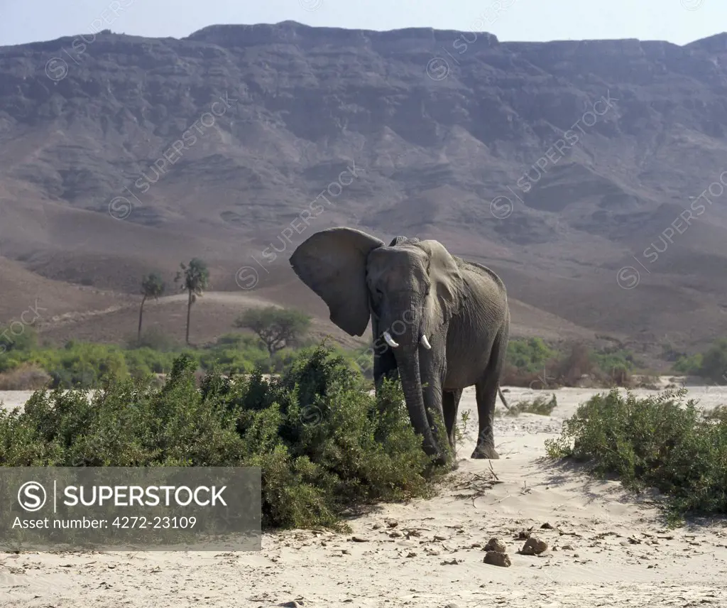 A Desert elephant braves a dust storm in the seasonal Hoarusib River.  A permanent spring rises close to Purros and flows into the Hoarusib, giving animals a vital watering place during the long dry season of this desolate land.