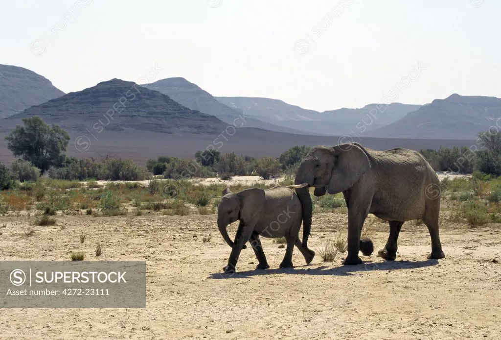 A female Desert elephant and her offspring cross the seasonal Hoarusib River.  A permanent spring rises close to Purros and flows into the Hoarusib, giving animals a vital watering place during the long dry season of this desolate land.