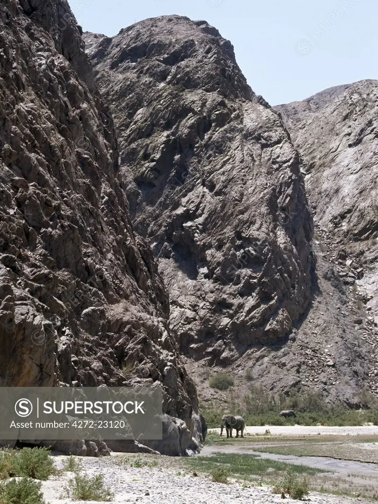 A Desert elephant is dwarfed by sheer rock cliffs in the seasonal Hoarusib River.  A permanent spring rises close to Purros and flows into the Hoarusib, giving animals a vital watering place during the long dry season of this desolate land.