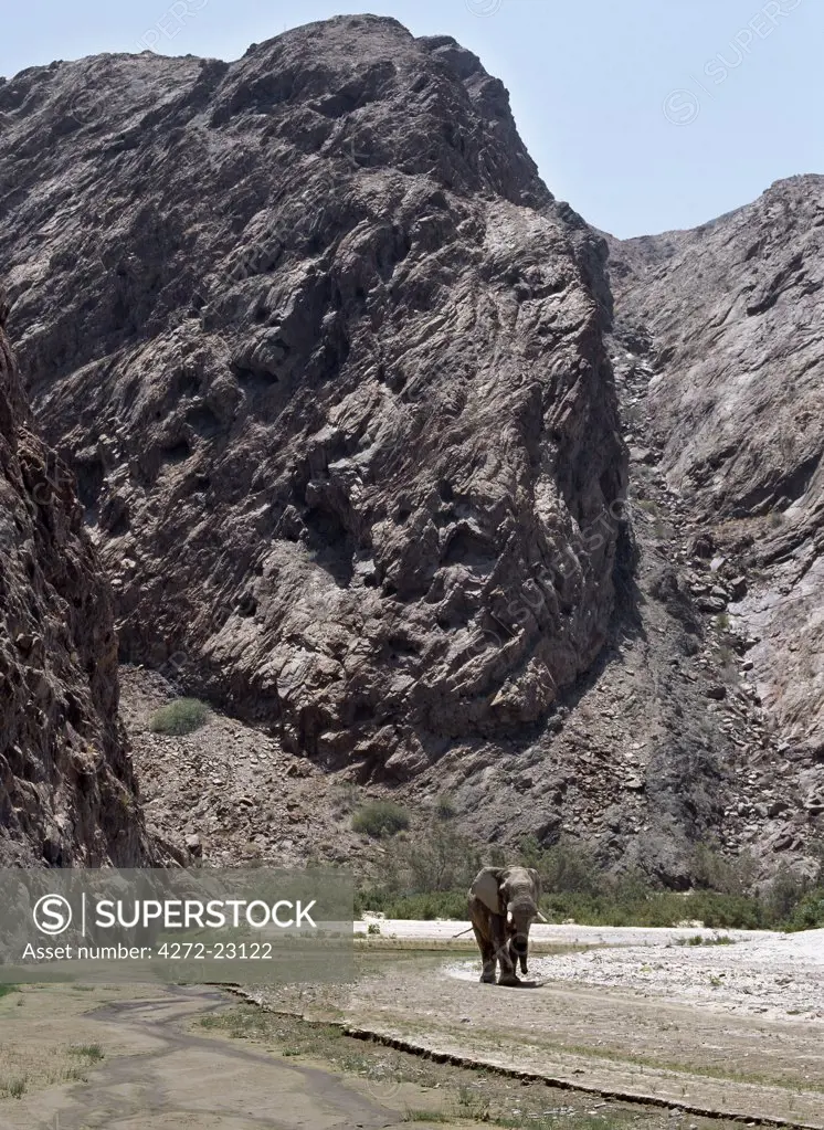 A Desert elephant is dwarfed by sheer rock cliffs in the seasonal Hoarusib River.  A permanent spring rises close to Purros and flows into the Hoarusib, giving animals a vital watering place during the long dry season of this desolate land.