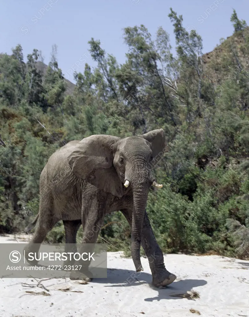 Desert elephants water at the foot of sheer rock cliffs in the seasonal Hoarusib River.  A permanent spring rises close to Purros and flows into the Hoarusib, giving animals a vital watering place during the long dry season of this desolate land.
