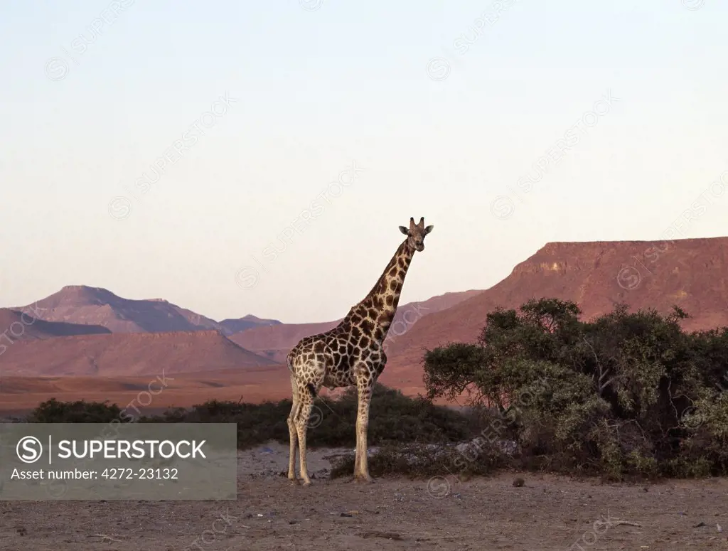 At sunset, a lone giraffe towers above the scant vegetation of a seasonal watercourse in the starkly beautiful rugged scenery of Namibia's remote Skeleton Coast Park.