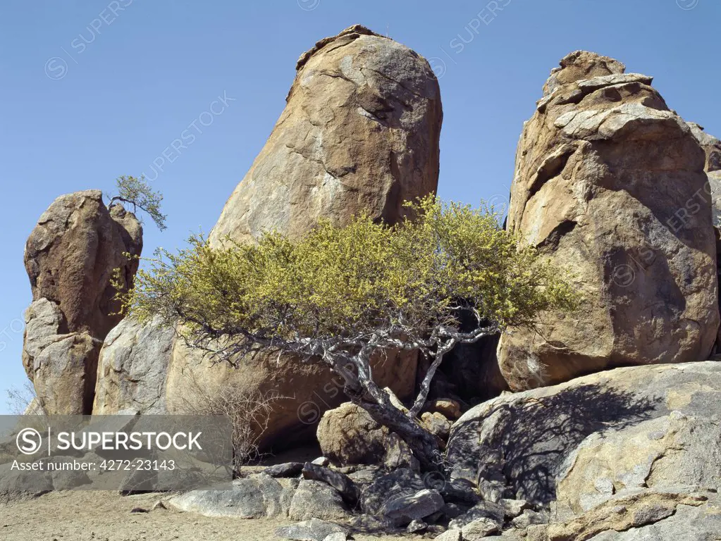 An outcrop of huge boulders with trees in the Central Namib Desert.