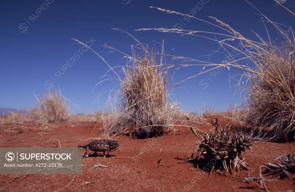 Namib chameleon crossing the red sands of the Namib Desert amongst dried grass, Namib-Naukluft National Park, Namibia.