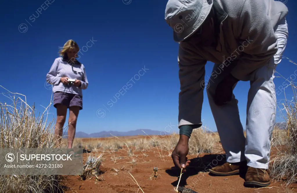 Guide and tourist,  examining Namib chameleon in the red sand dunes of the Namib-Naukluft National Park, Namibia.