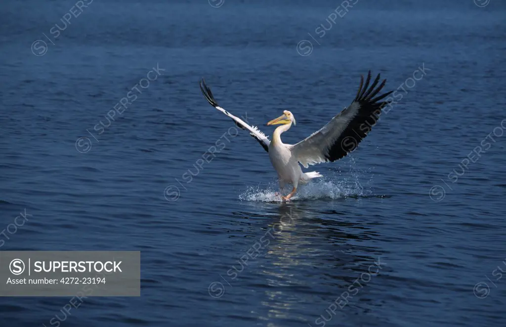 Eastern White Pelicans (Pelecanus onocrotalus) in flight over Walvis Bay / Baii.