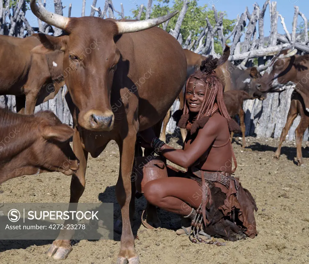 A Himba woman milks a cow in the stock enclosure close to her home. Traditional milk containers made from hollowed wood are preferred to their modern equivalents.The Himba are Herero speaking Bantu nomads who live in the harsh, dry but starkly beautiful landscape of remote northwest Namibia.