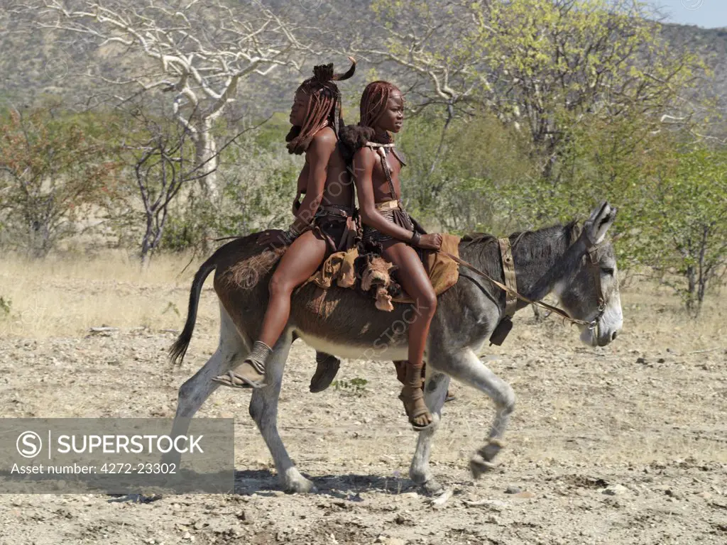 Two happy Himba girls ride a donkey to market. Their bodies gleam from a mixture of red ochre, butterfat and herbs. Their long hair is styled in the traditional Himba way and is crowned with a headdress made of lambskin, called erembe.The Himba are Herero speaking Bantu nomads who live in the harsh, dry but starkly beautiful landscape of remote northwest Namibia.