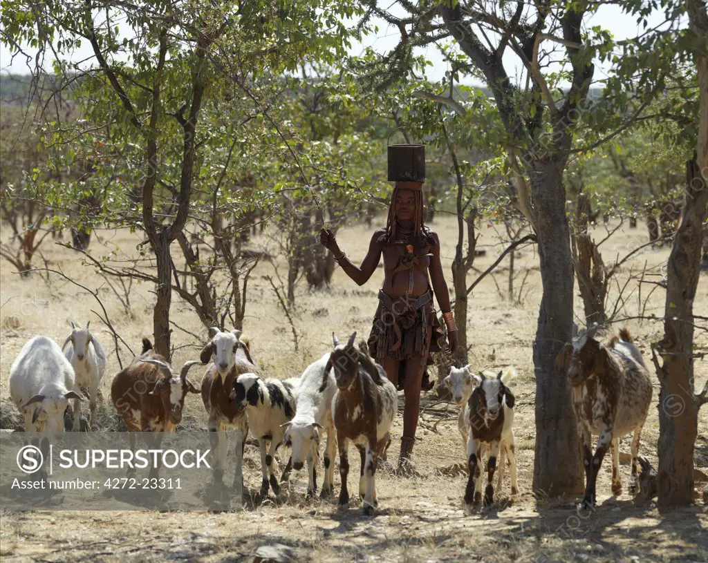 A Himba woman drives her familys goats through harsh scrubland carrying water on her head. Her body gleams from a mixture of red ochre, butterfat and herbs. Her long hair is styled in the traditional Himba way. The Himba are Herero speaking Bantu nomads who live in the harsh, dry but starkly beautiful landscape of remote northwest Namibia.