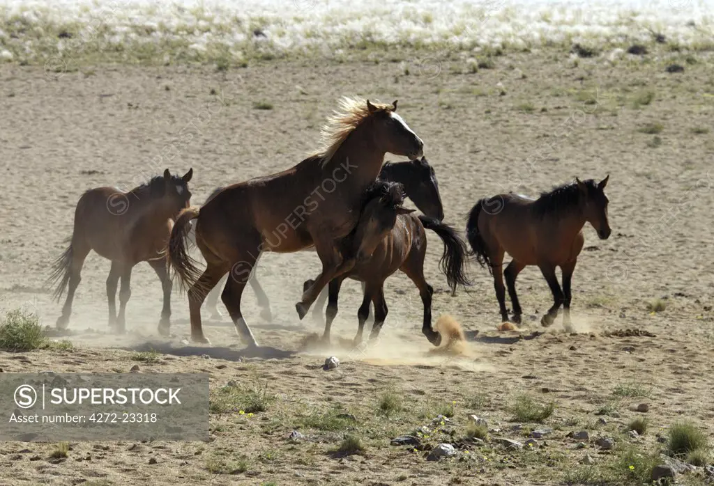 Wild desert-dwelling horses at the Garub Pan, which is situated on the edge of the larger Koichab Pan of southwest Namibia. The feral horses roaming this area are among the world's only wild desert-dwelling horses.