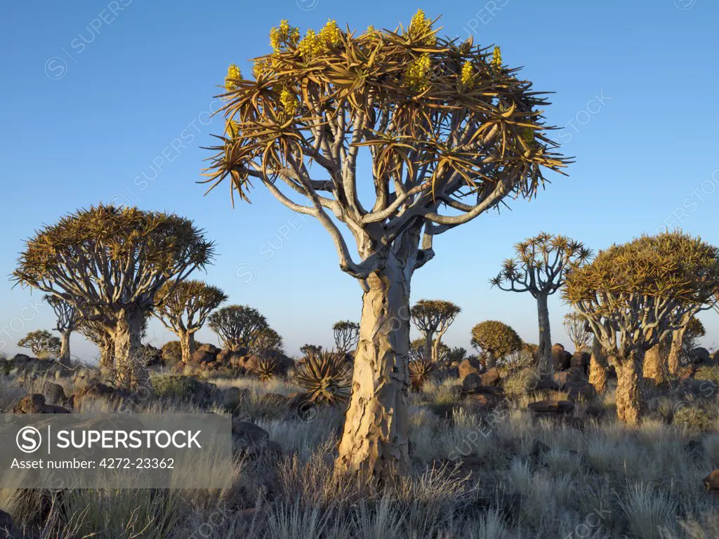 Quivertrees in a forest, close to the Southern Kalahari. The quivertree, Aloe dichotoma, (also known as 'Kokerboomwoud') thrives on steep, rocky slopes over a large area of southern Namibia and the northern Cape Province of South Africa. They are specially adapted to survive in very arid conditions.