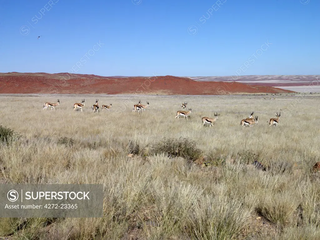 A herd of Springbok graze near red dunes in the Namib-Naukluft National Park.