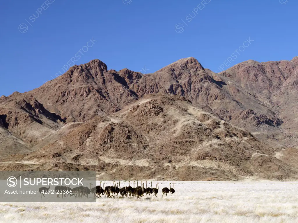 A flock of ostriches in beautiful mountain scenery in the Namib-Naukluft National Park.