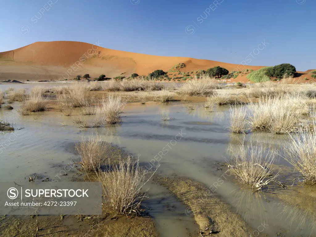A rainwater pan forms at the base of Sossusvlei in years of bountiful rain.  In early morning and late afternoon, the dunes at Sesriem in the Namib Naukluft Park, are breathtakingly beautiful. Patterned by, and shifting with, the wind, these dunes vary from brick red to apricot and forever change colour with the angle of the sun.